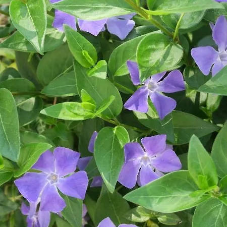 Le Clos Brayon Saint-Honore (Seine-Maritime)